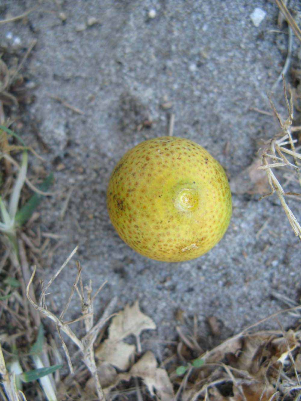              Fruit (Winter Haven, FL)       